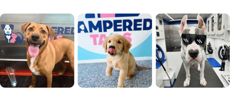 00 Pampered Tails - pets
