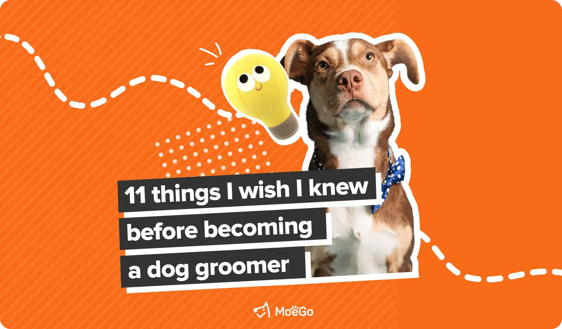 11 things i wish i knew before becoming a dog groomer vertical