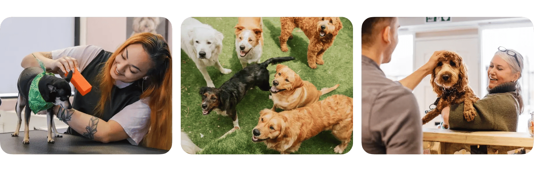 A Day in the Life at a Dog Daycare