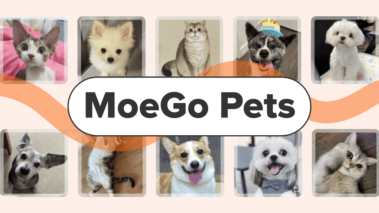 MoeGo Pets_blog