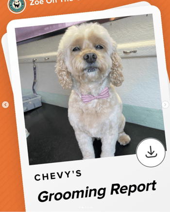 grooming report of a small dog named Chevy