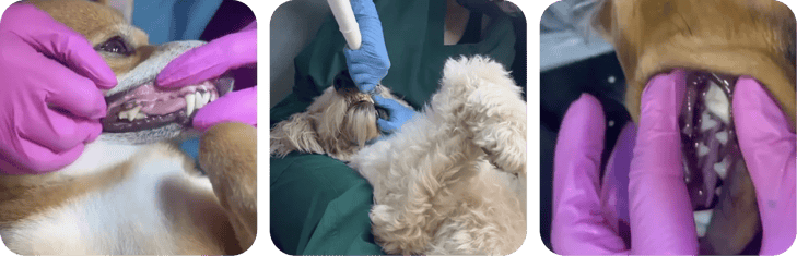 dental health for dog image