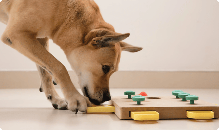 dog with training tool