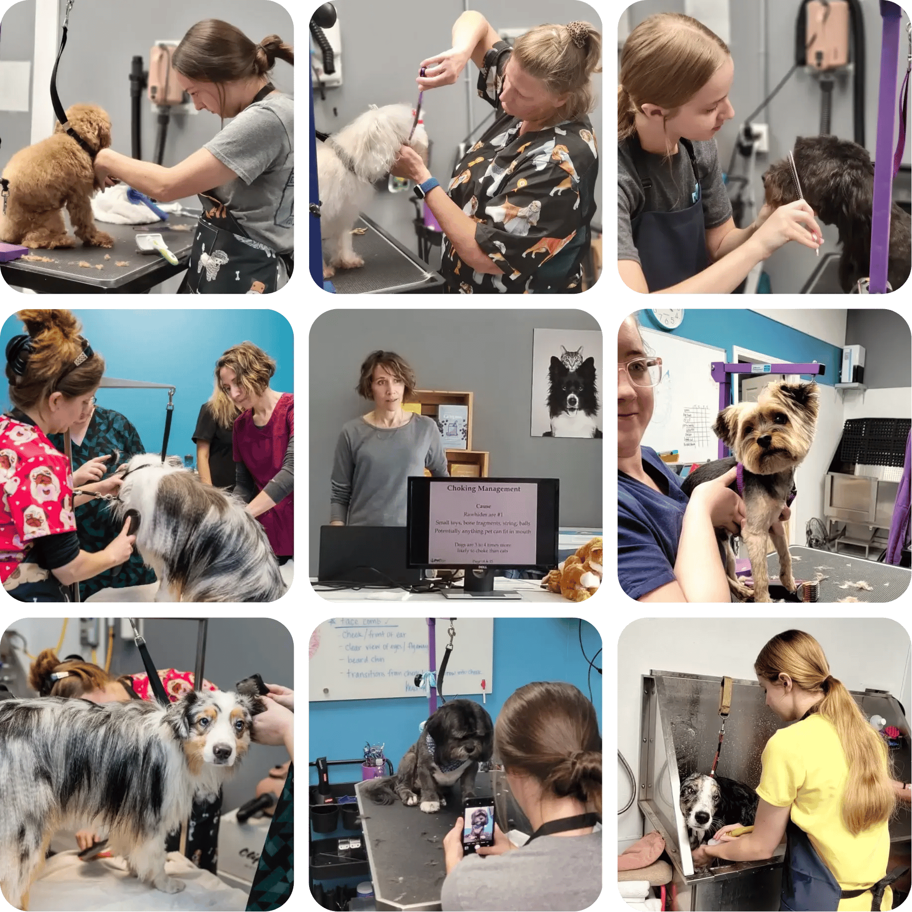kc grooming academy photo