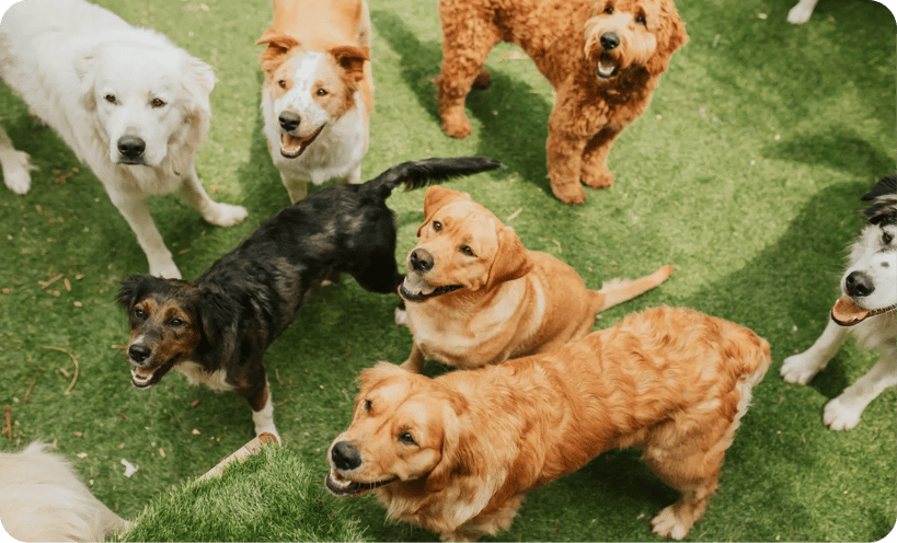 photo of happy dogs in a kennel