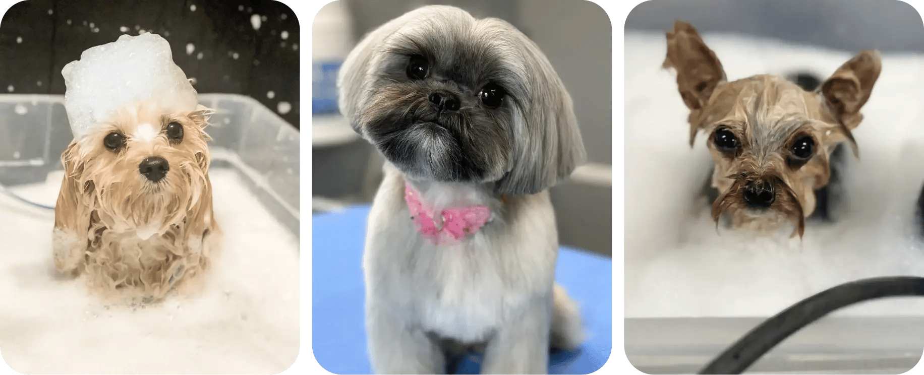 the dog studio grooming image