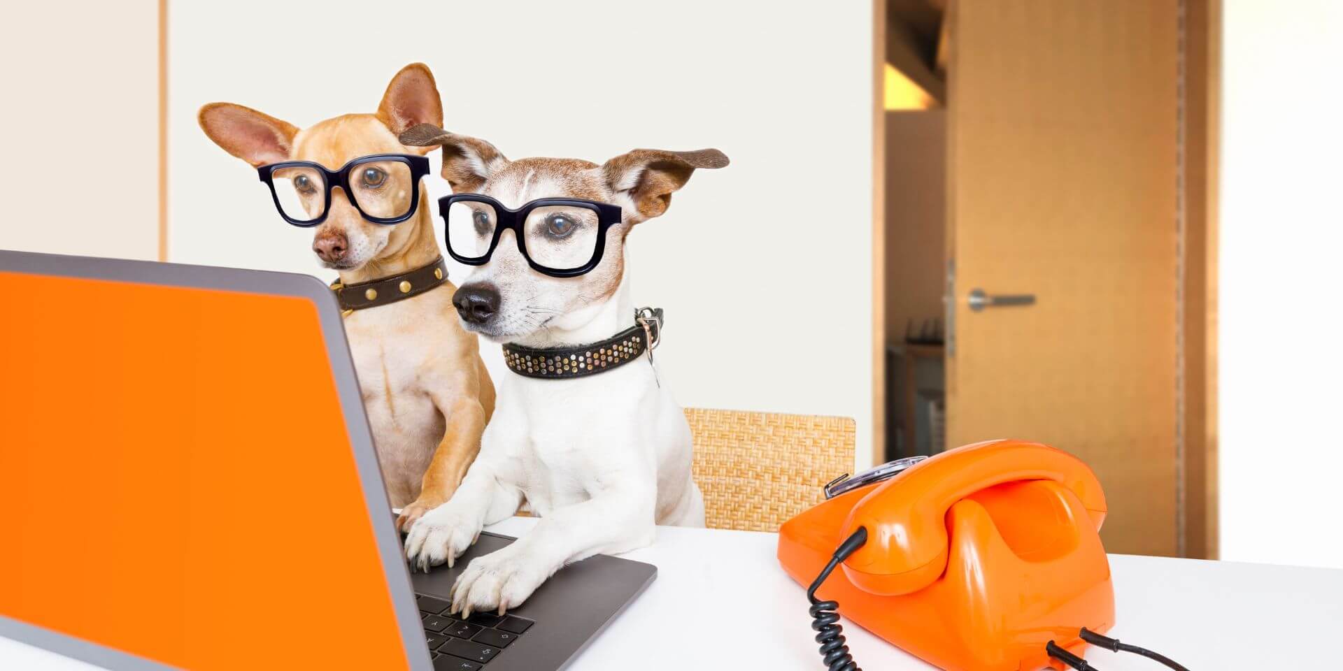 two dogs looking at an orange computer