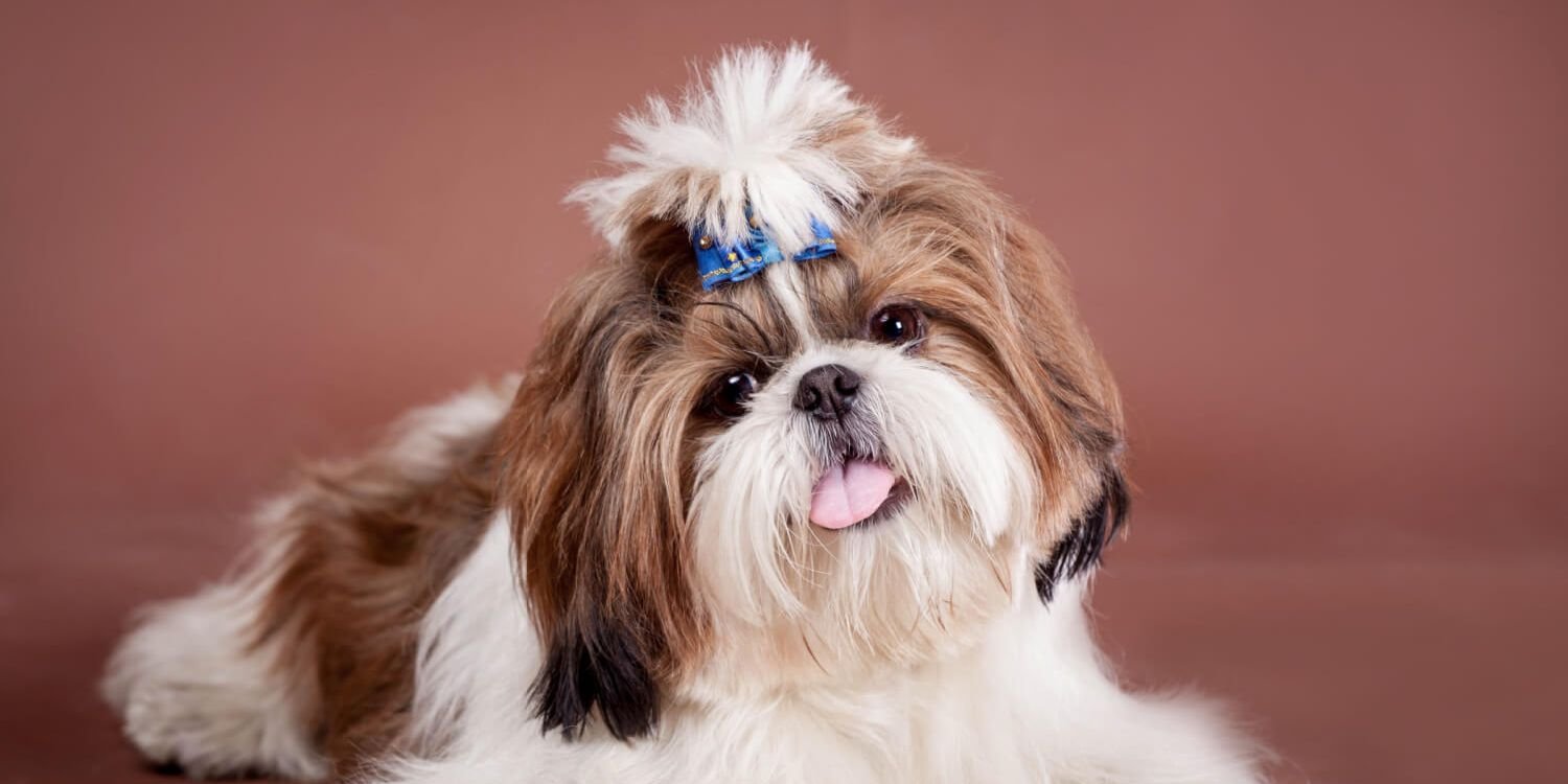 7 unique pictures of shih tzu hair styles